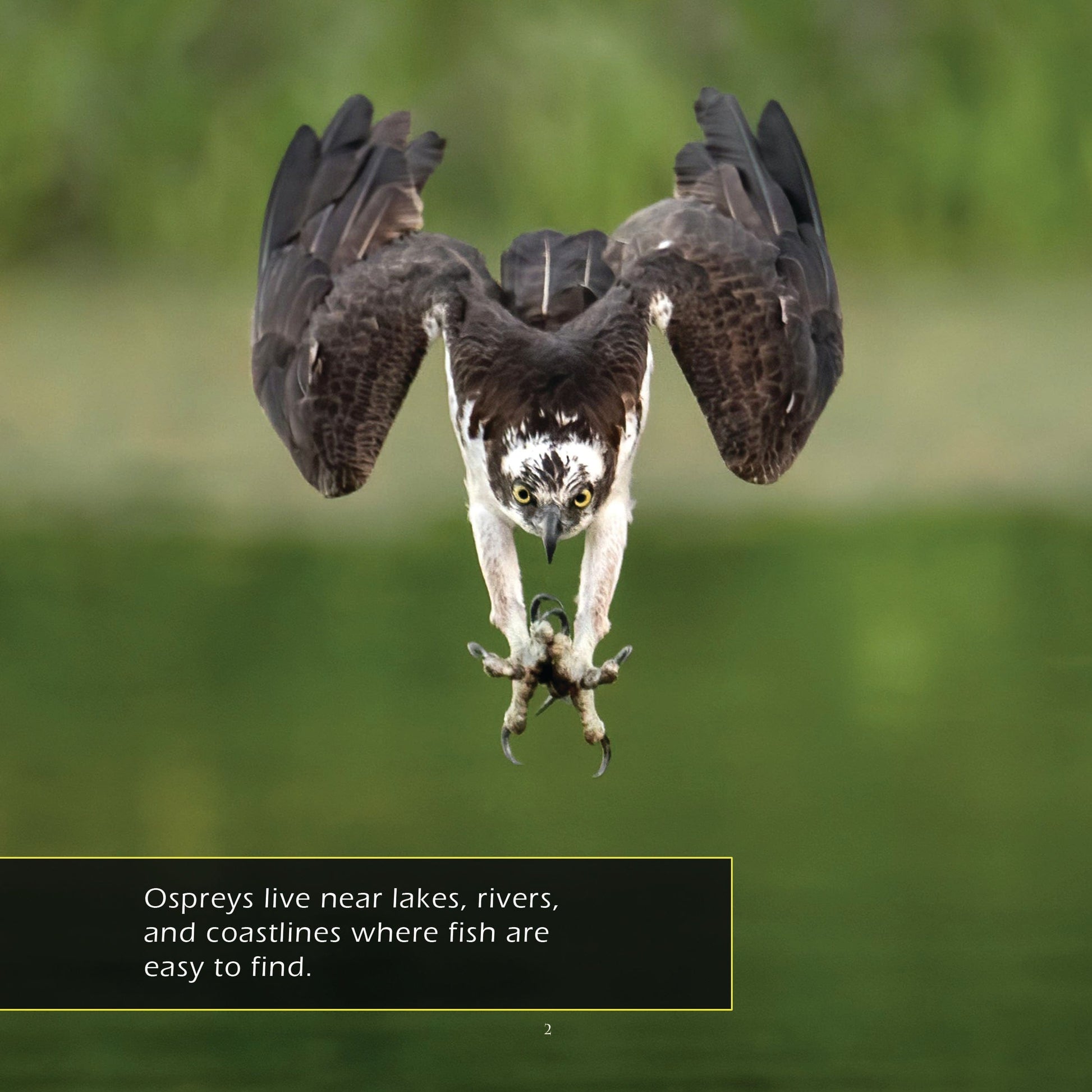 Ospreys! A My Incredible World Picture Book for Children