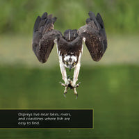 Ospreys! A My Incredible World Picture Book for Children