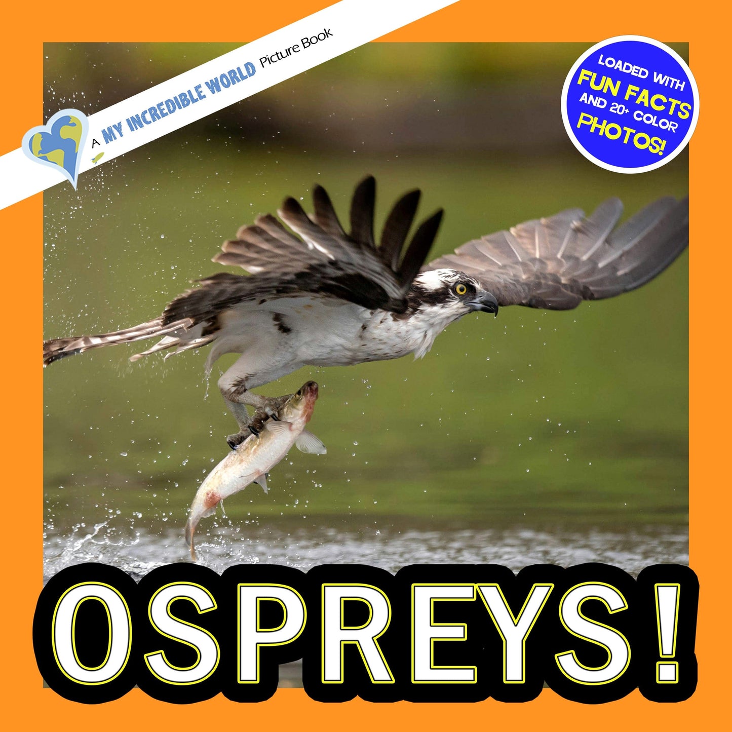 Ospreys! A My Incredible World Picture Book for Children