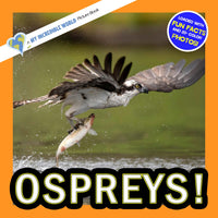 Ospreys! A My Incredible World Picture Book for Children
