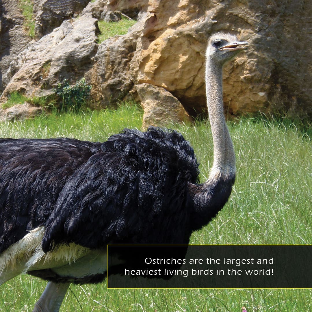 Ostriches! A My Incredible World Picture Book for Children