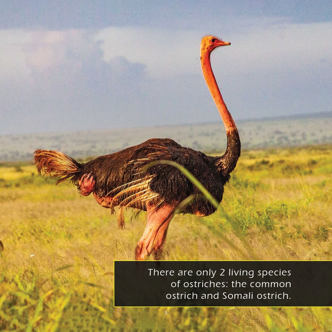 Ostriches! A My Incredible World Picture Book for Children