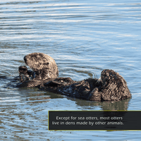 Otters! A My Incredible World Picture Book for Children