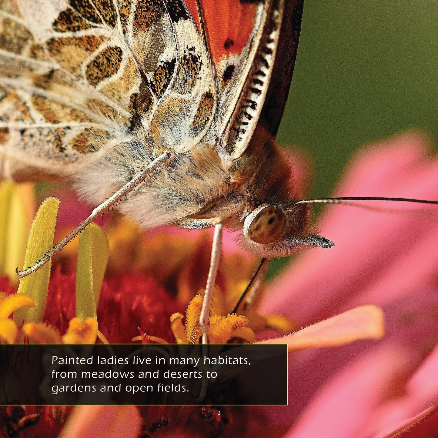 Painted Lady Butterflies! A My Incredible World Picture Book for Children