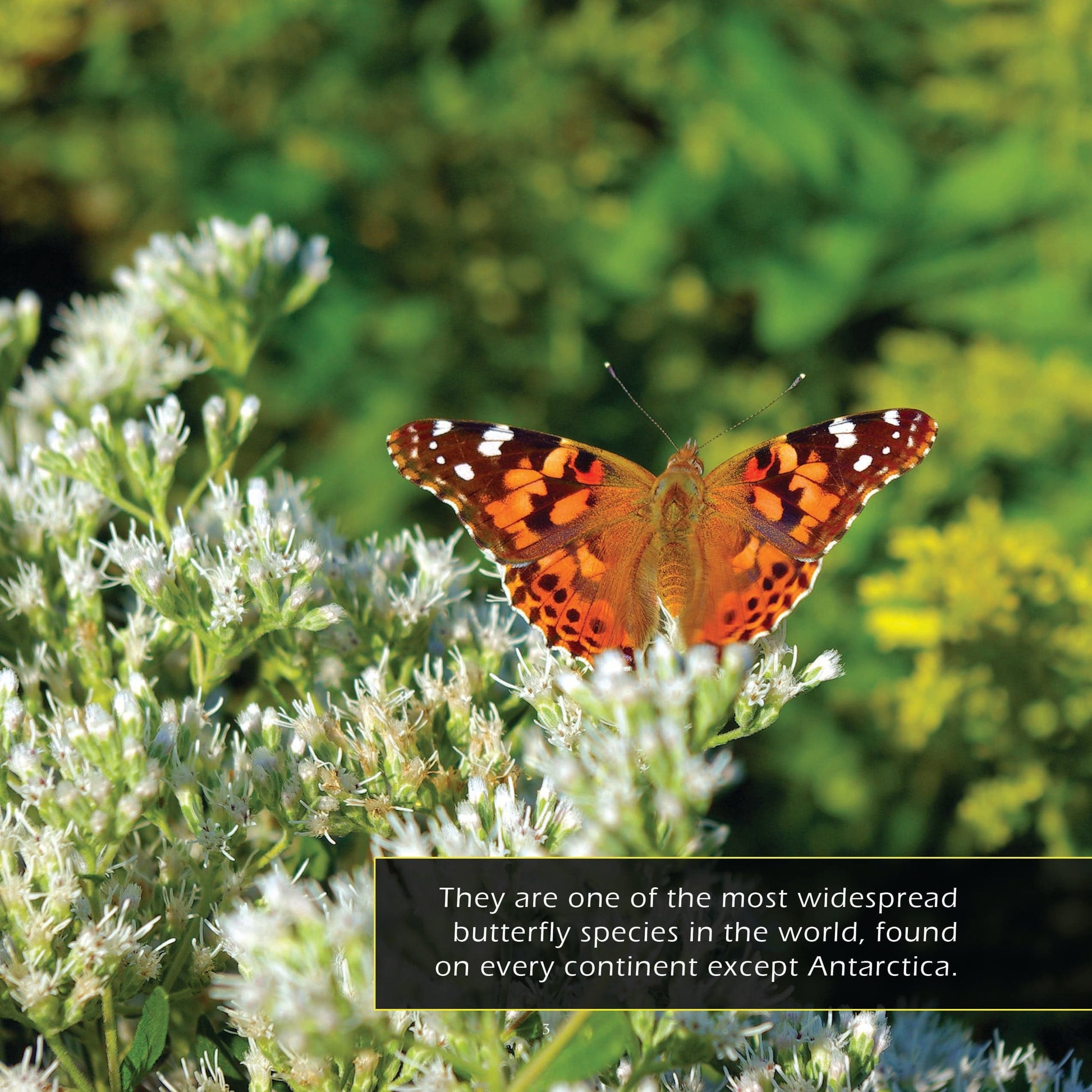 Painted Lady Butterflies! A My Incredible World Picture Book for Children