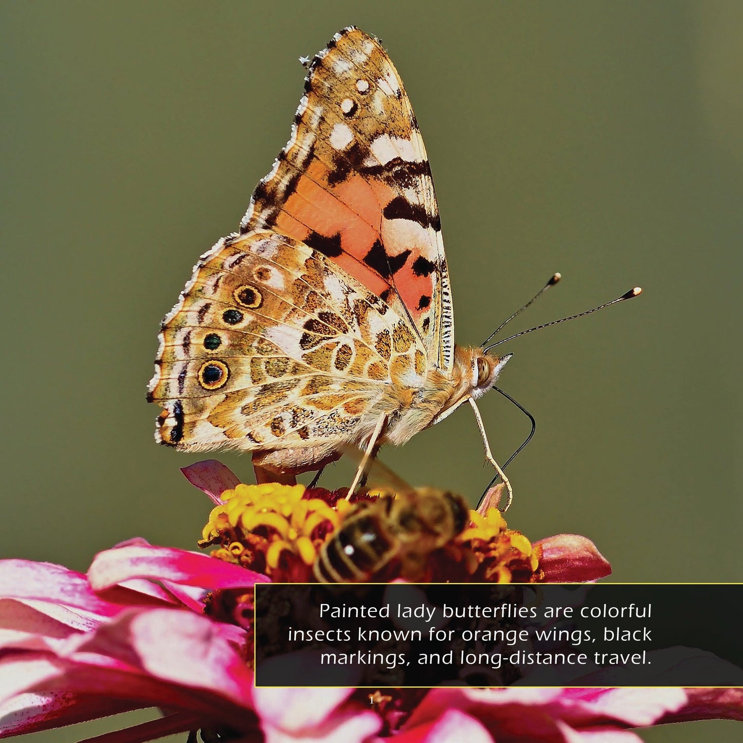 Painted Lady Butterflies! A My Incredible World Picture Book for Children