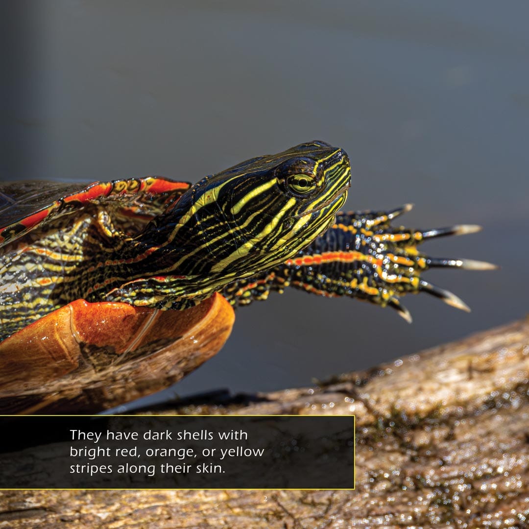Painted Turtles! A My Incredible World Picture Book for Children