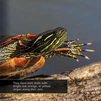 Painted Turtles! A My Incredible World Picture Book for Children