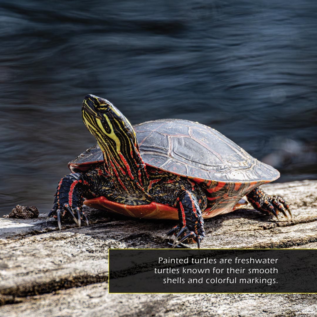 Painted Turtles! A My Incredible World Picture Book for Children