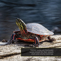 Painted Turtles! A My Incredible World Picture Book for Children