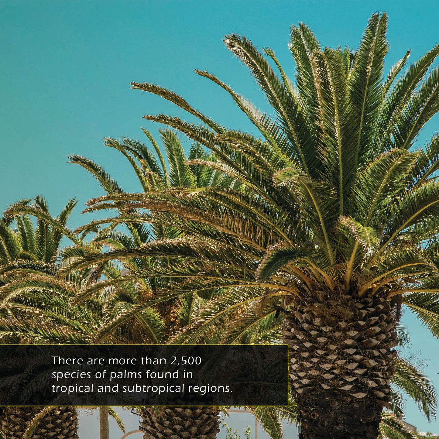 Palm Trees! A My Incredible World Picture Book for Children