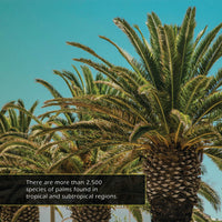 Palm Trees! A My Incredible World Picture Book for Children