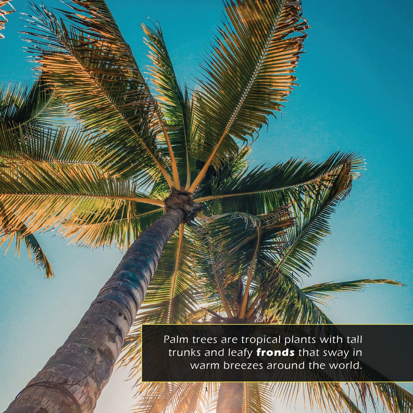 Palm Trees! A My Incredible World Picture Book for Children