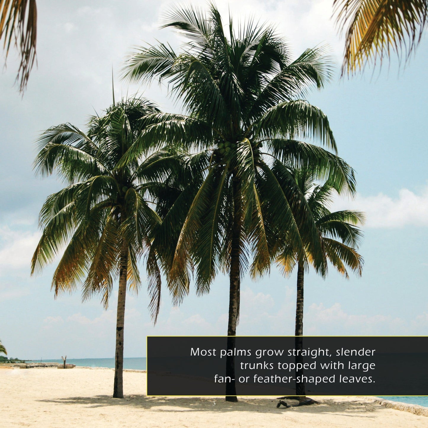 Palm Trees! A My Incredible World Picture Book for Children