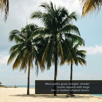 Palm Trees! A My Incredible World Picture Book for Children