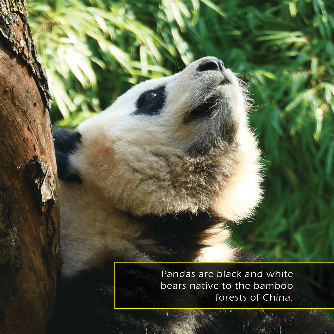 Pandas Book for Kids | Bamboo-Eating Bears – My Incredible World Pandas Book for Kids | Bamboo-Eating Bears – My Incredible World