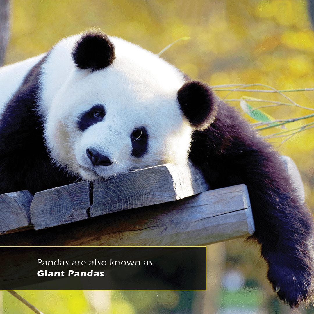 Pandas Book for Kids | Bamboo-Eating Bears – My Incredible World