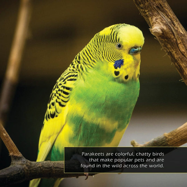 Parakeets Book for Kids | Colorful Pet Birds – My Incredible World