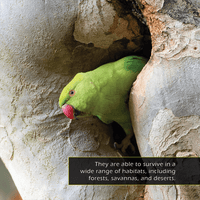 Parrots! A My Incredible World Picture Book for Children