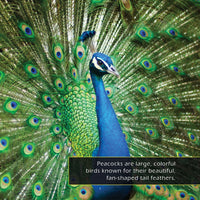 Peacocks! A My Incredible World Picture Book for Children