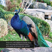 Peacocks! A My Incredible World Picture Book for Children