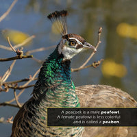 Peacocks! A My Incredible World Picture Book for Children