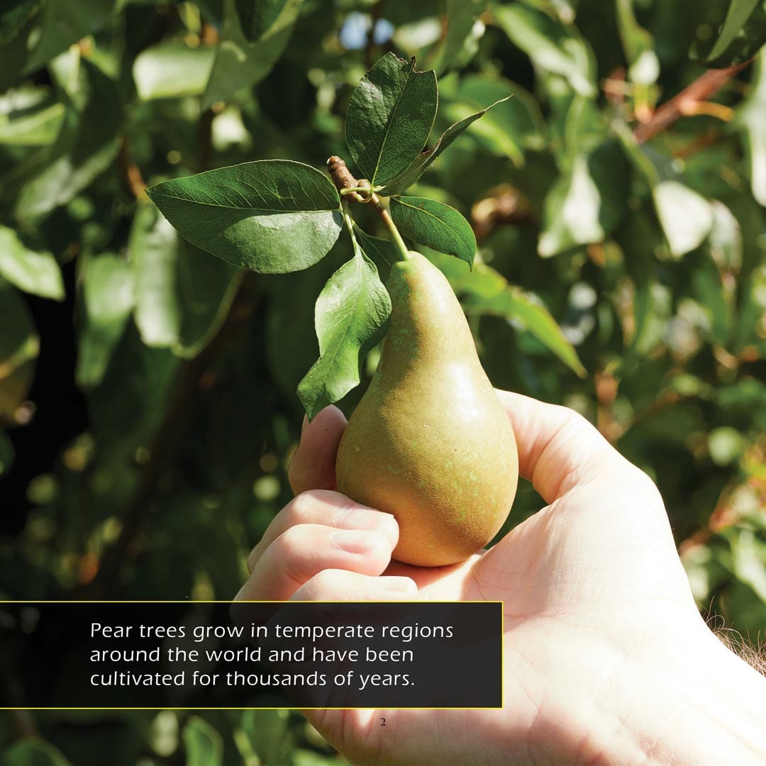 Pears! A My Incredible World Picture Book for Children