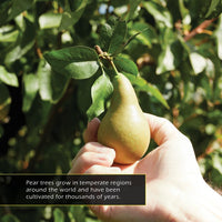 Pears! A My Incredible World Picture Book for Children