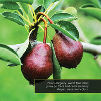 Pears! A My Incredible World Picture Book for Children