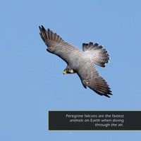Peregrine Falcons! A My Incredible World Picture Book for Children