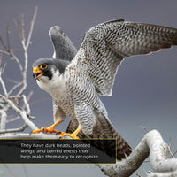 Peregrine Falcons! A My Incredible World Picture Book for Children