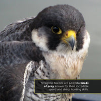 Peregrine Falcons! A My Incredible World Picture Book for Children