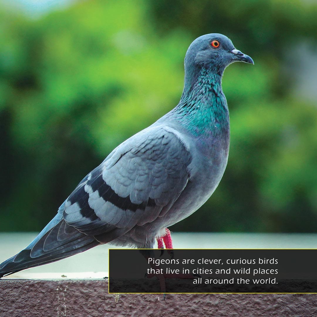 Pigeons! A My Incredible World Picture Book For Children