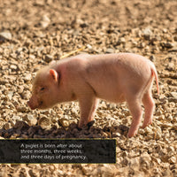 Piglets! A My Incredible World Picture Book for Children