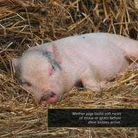 Piglets! A My Incredible World Picture Book for Children