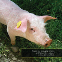 Piglets! A My Incredible World Picture Book for Children