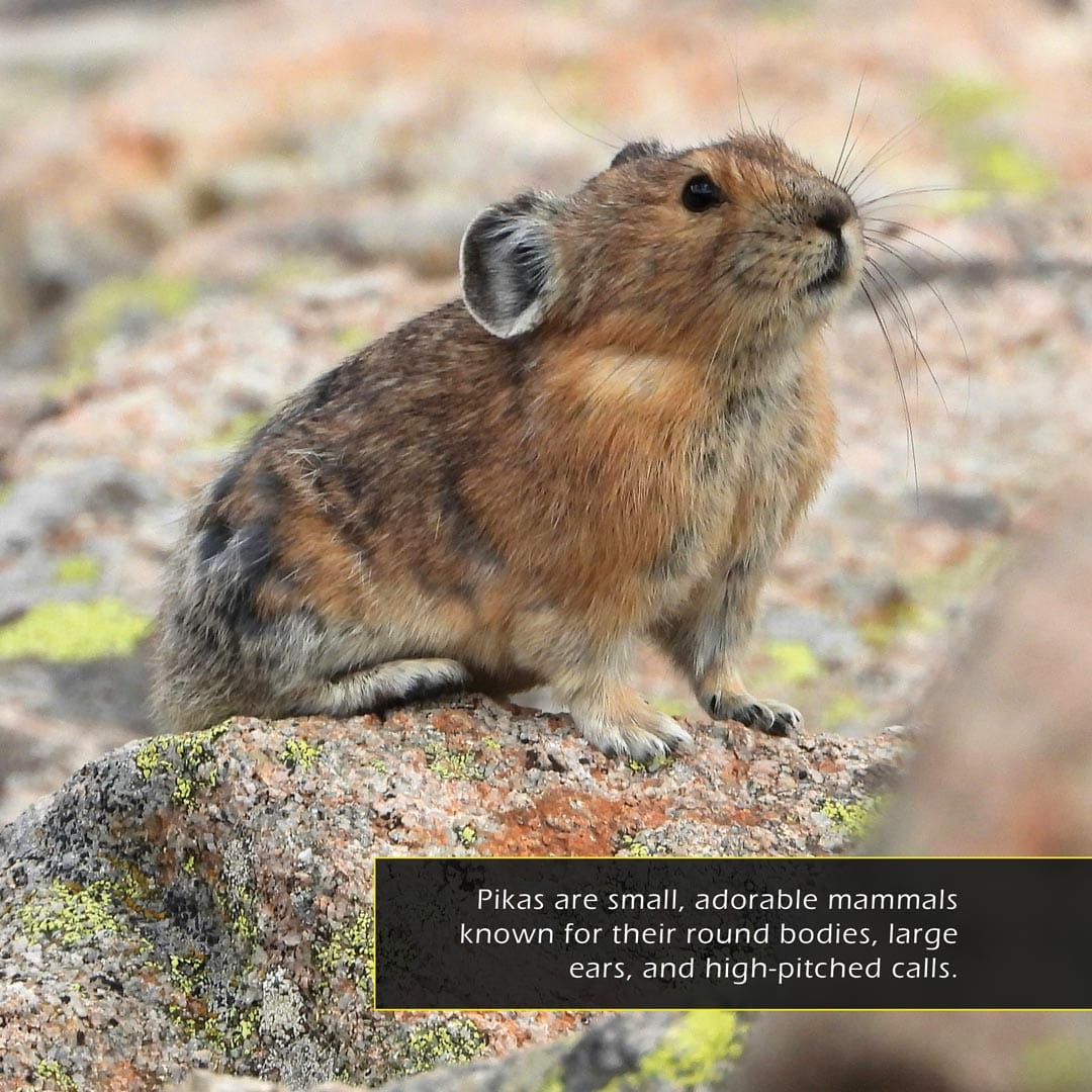 Pikas! A My Incredible World Picture Book for Children