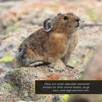 Pikas! A My Incredible World Picture Book for Children