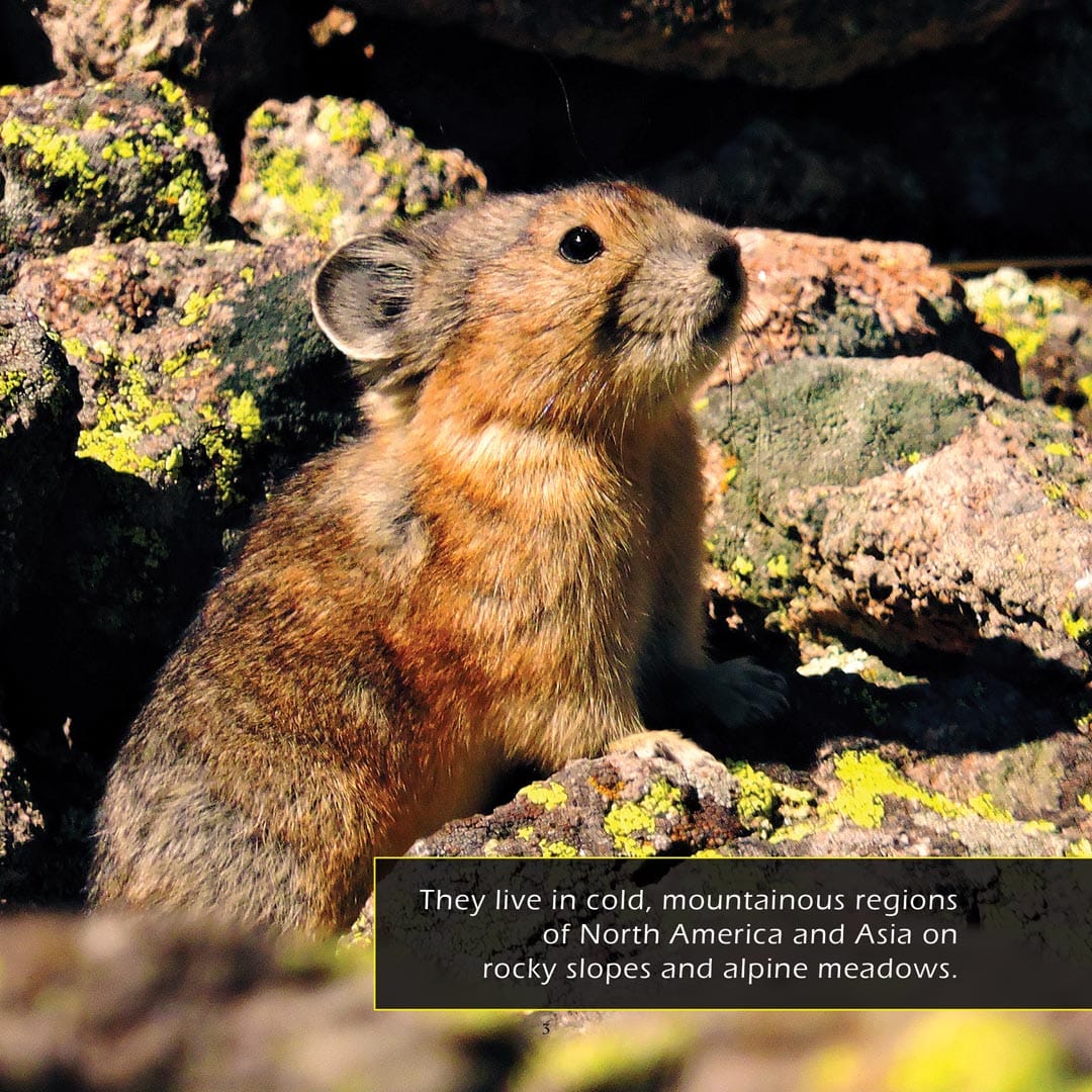 Pikas! A My Incredible World Picture Book for Children