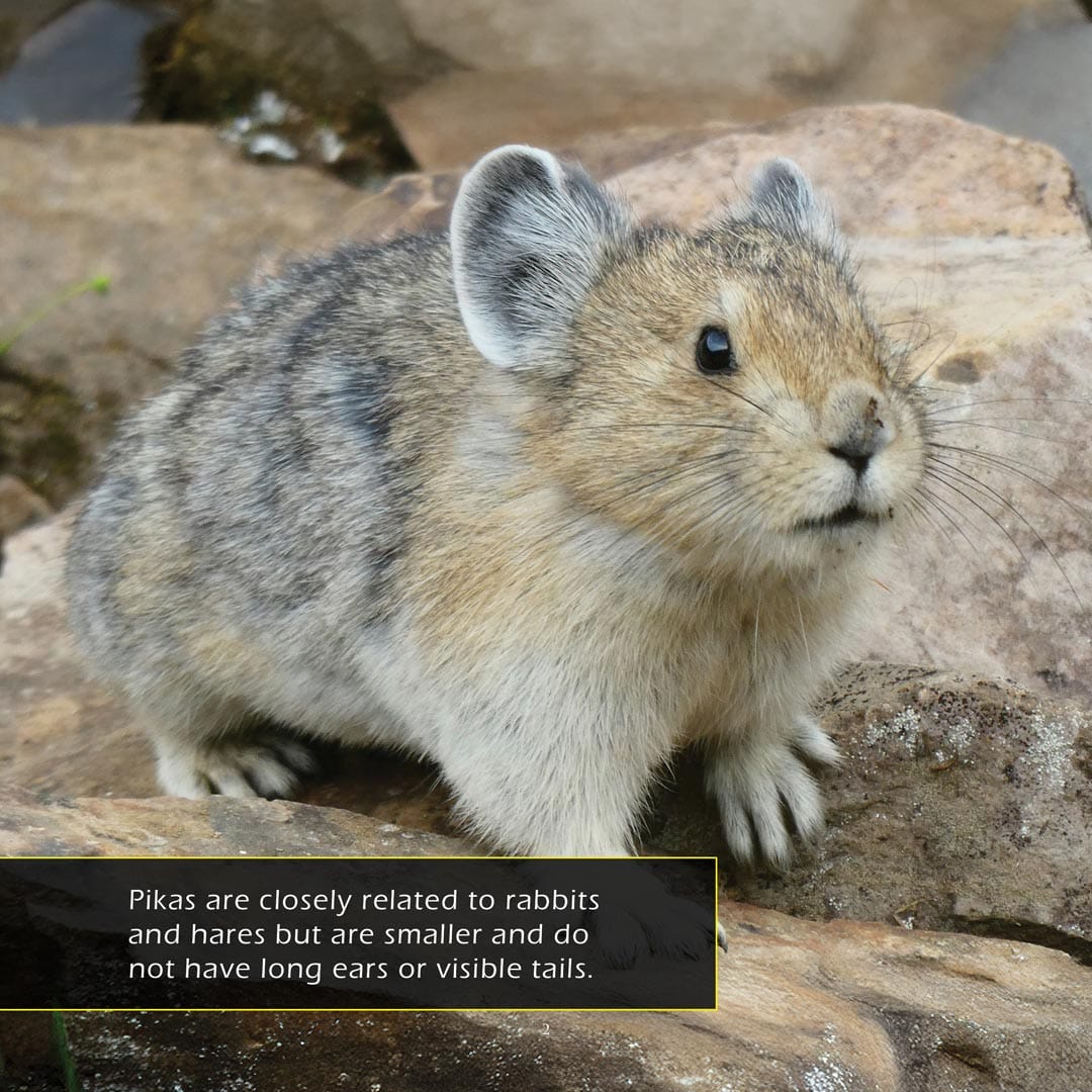 Pikas! A My Incredible World Picture Book for Children
