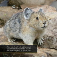 Pikas! A My Incredible World Picture Book for Children