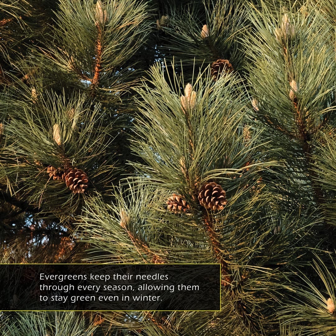 Pine Trees! A My Incredible World Picture Book for Children