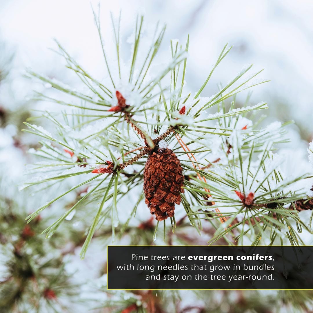 Pine Trees! A My Incredible World Picture Book for Children