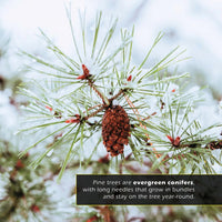 Pine Trees! A My Incredible World Picture Book for Children