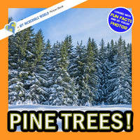 Pine Trees! A My Incredible World Picture Book for Children
