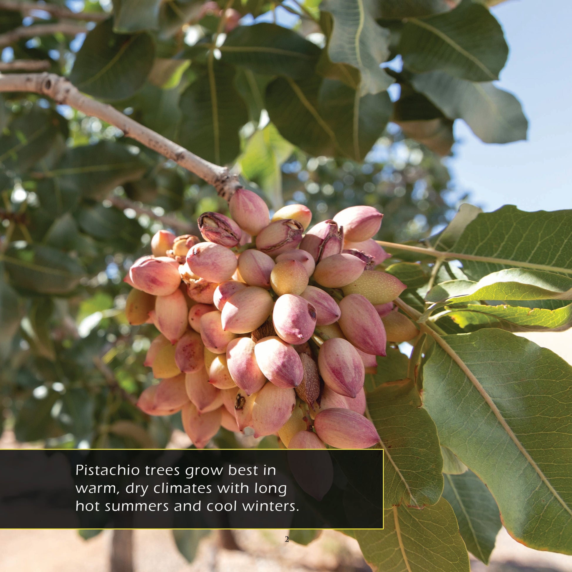 Pistachios! A My Incredible World Picture Book for Children