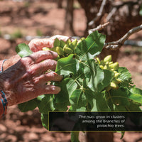 Pistachios! A My Incredible World Picture Book for Children
