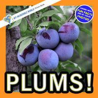 Plums! A My Incredible World Picture Book for Children