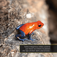 Poison Dart Frogs! A My Incredible World Picture Book for Children