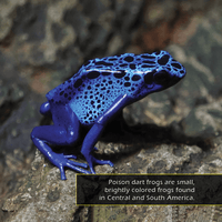 Poison Dart Frogs! A My Incredible World Picture Book for Children